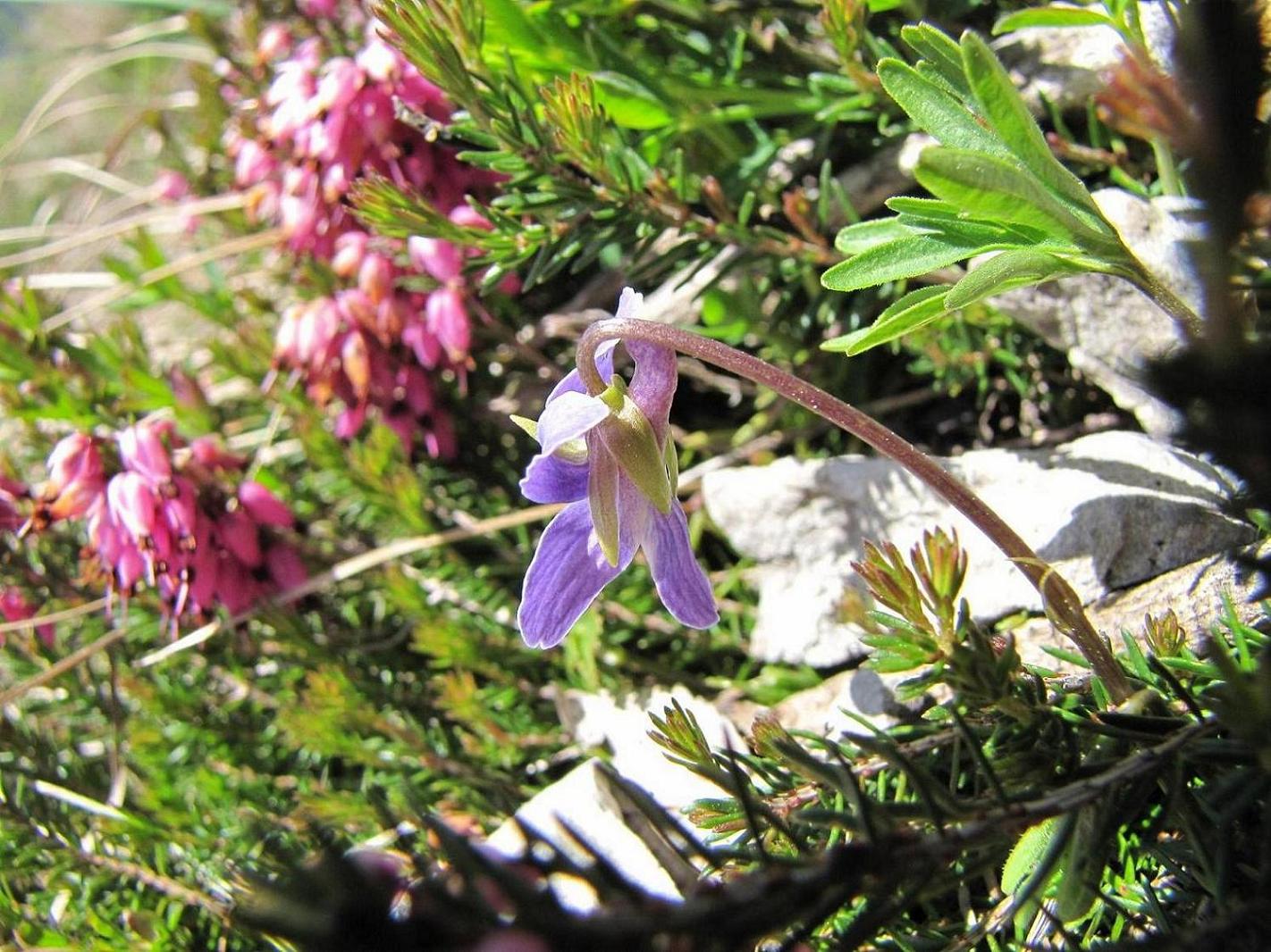 Viola pinnata / Viola pennata